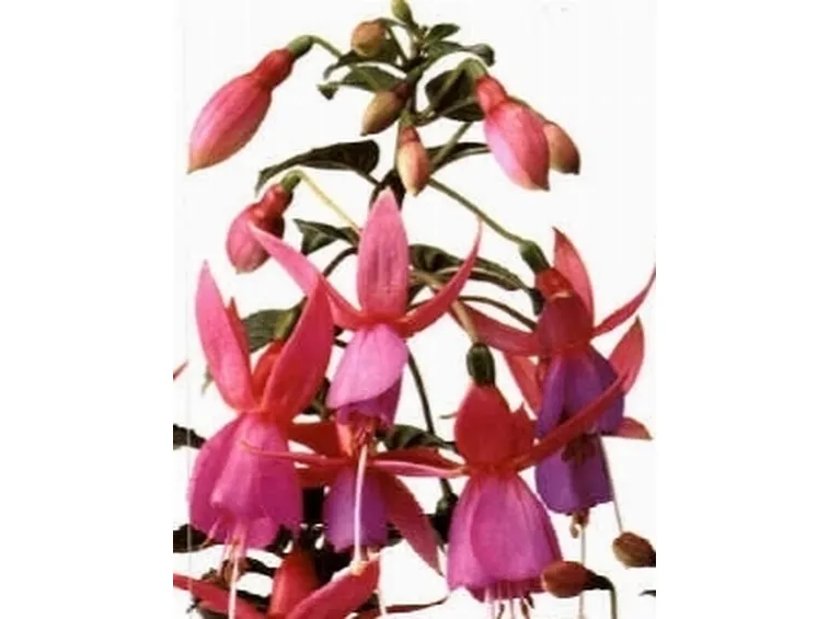 fucsia