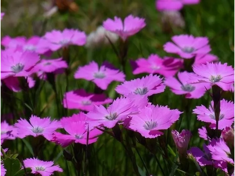 Dianthus plumarius
