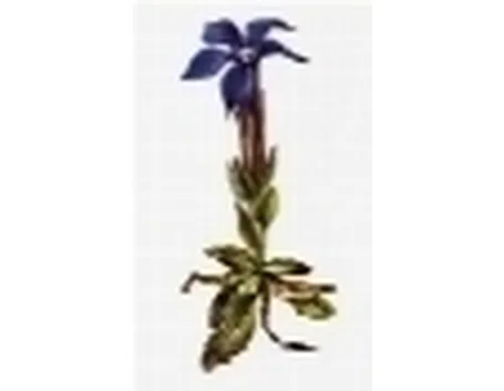 genziana