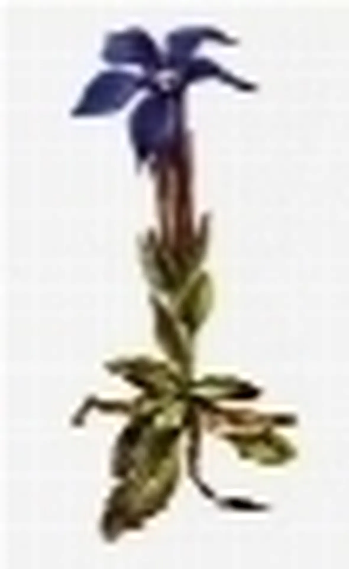 genziana