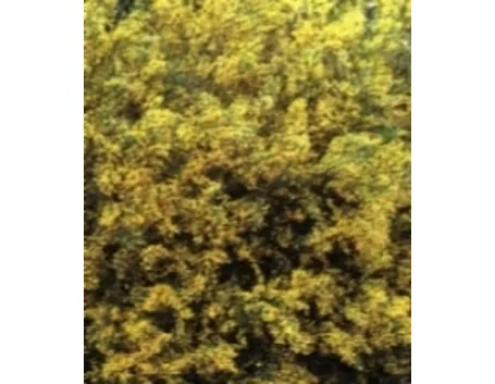Genista lydia