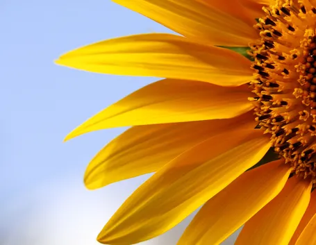 girasole