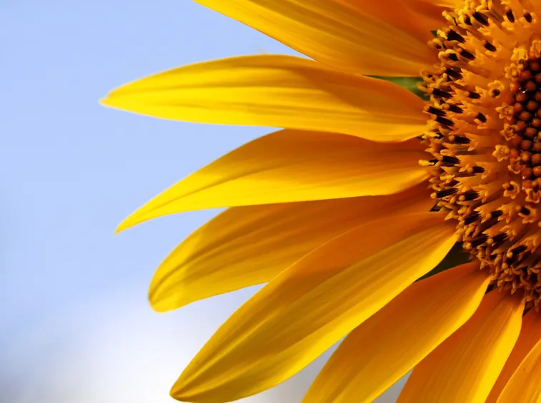 girasole