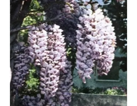 glicine