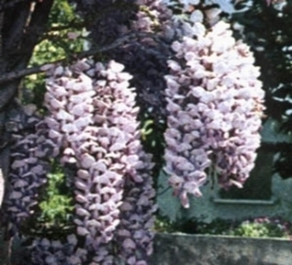 glicine