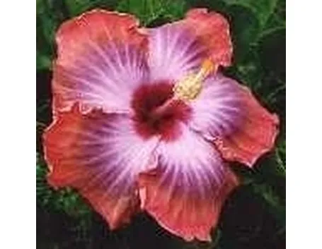 ibisco