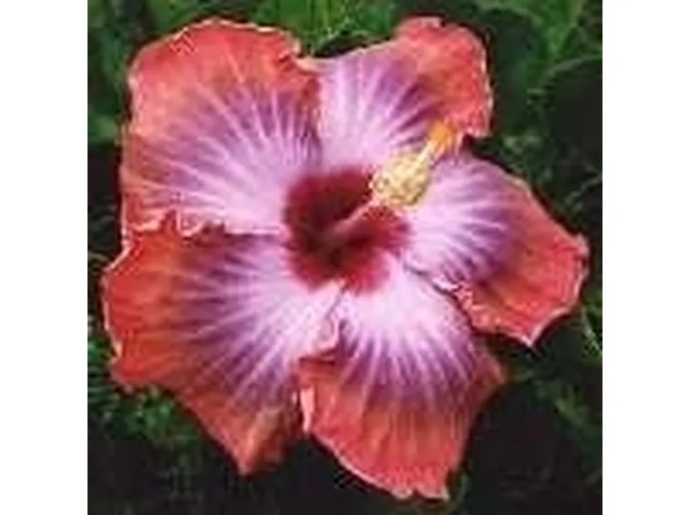ibisco