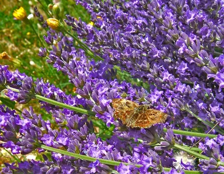 lavanda
