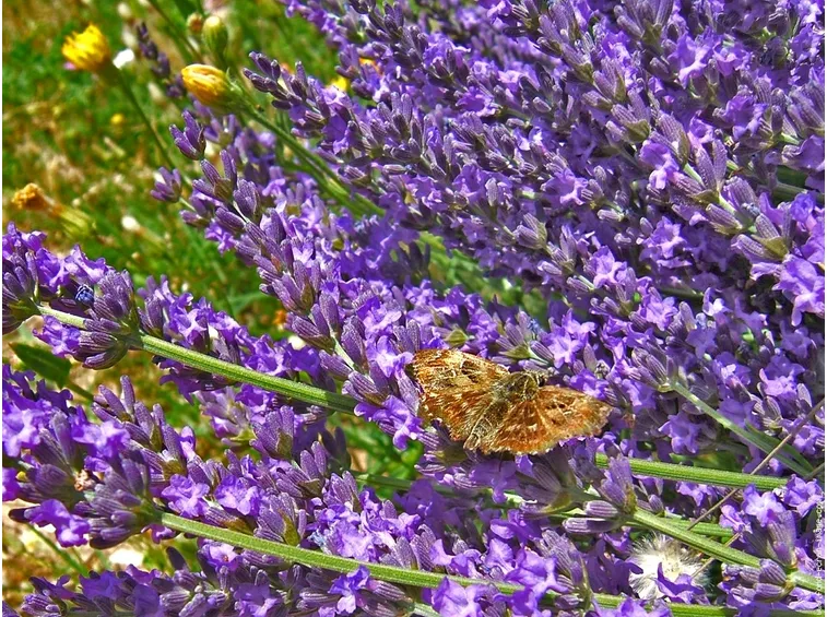 lavanda