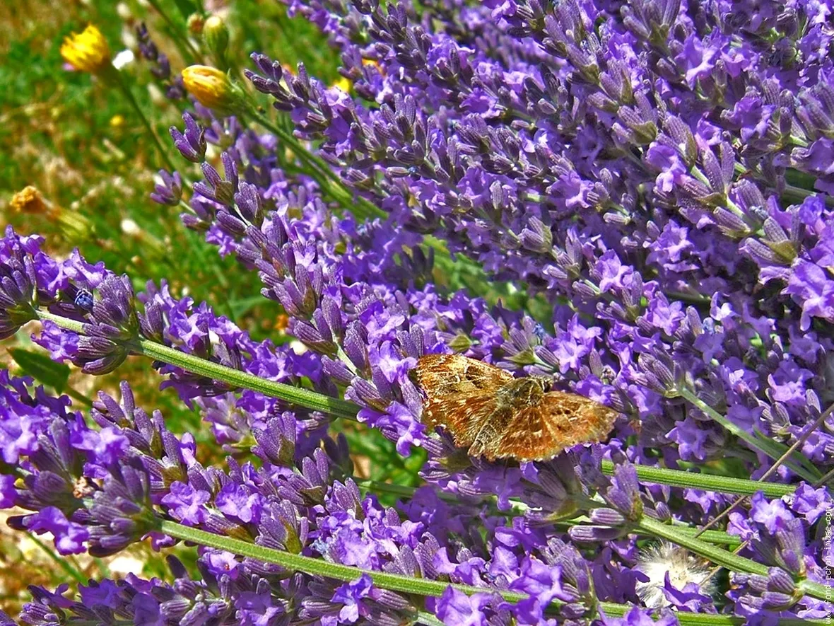 lavanda