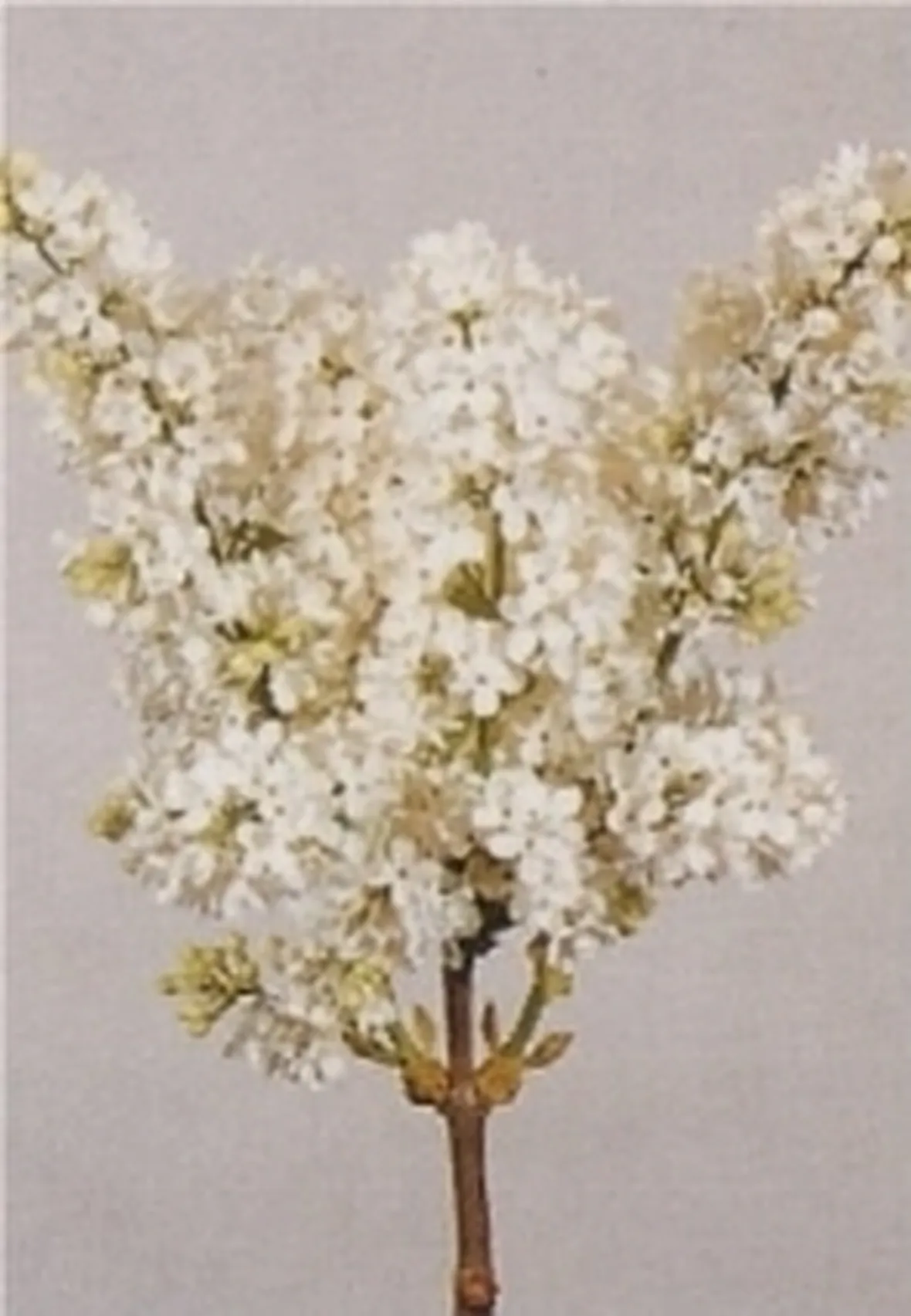 lillà