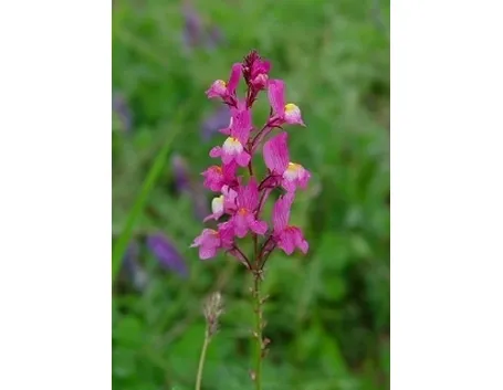 linaria