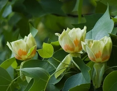 liriodendro