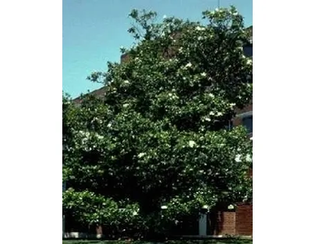 magnolia