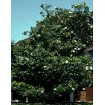 magnolia
