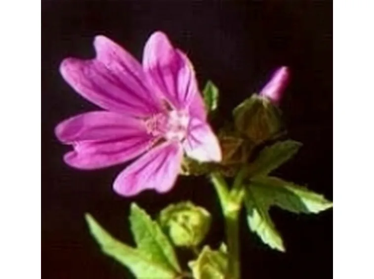 malva