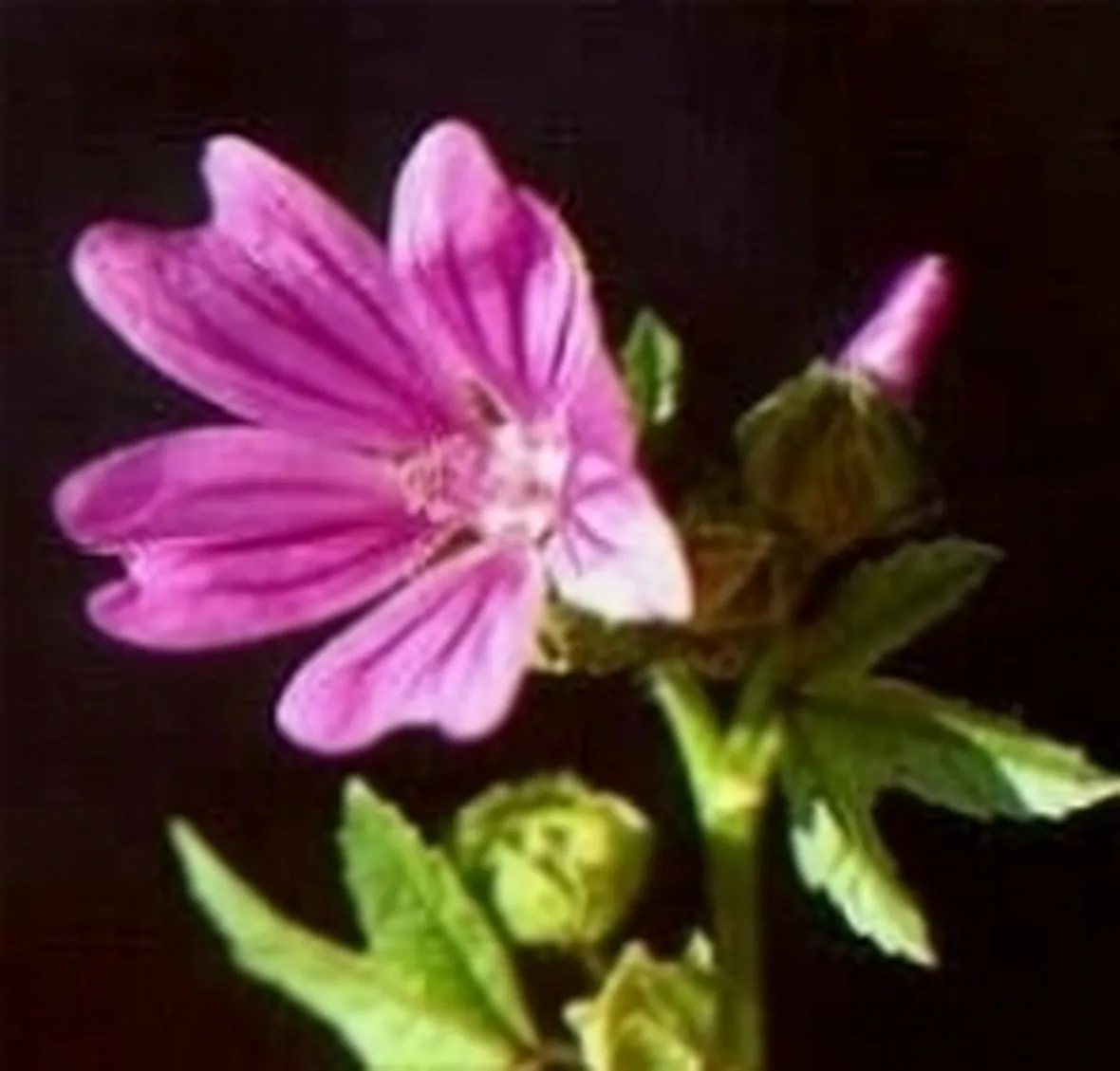 malva