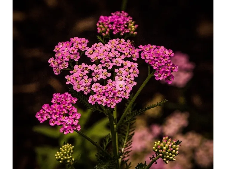 Achillea rosa