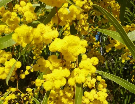 mimosa