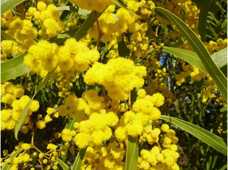 mimosa