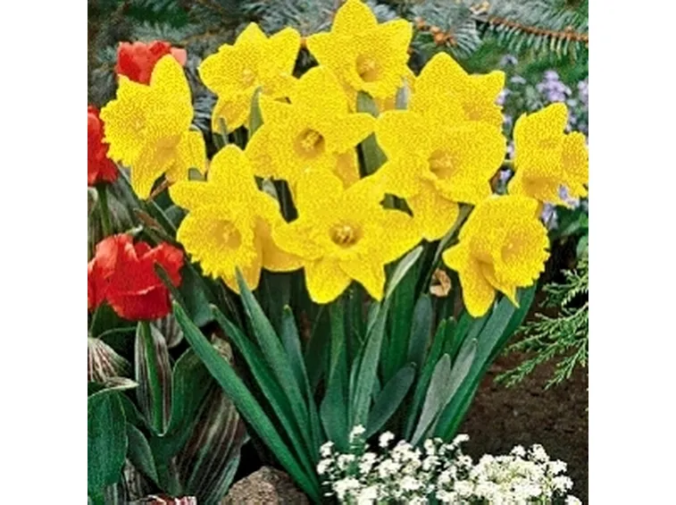 narciso
