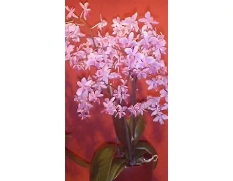 orchidea