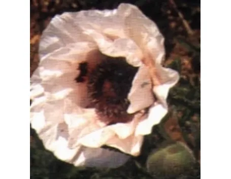 papavero