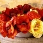 peonia