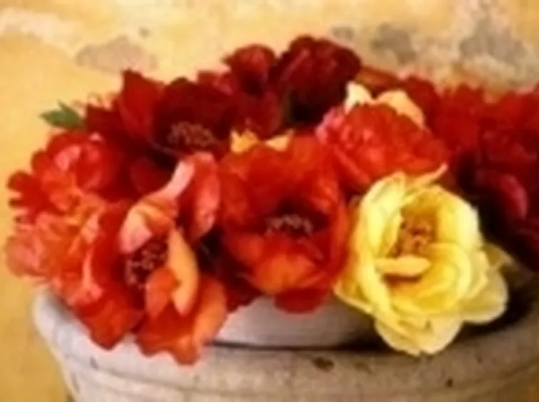 peonia