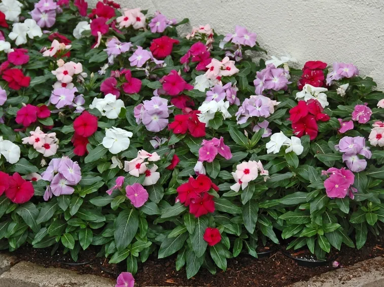 fiori pervinca