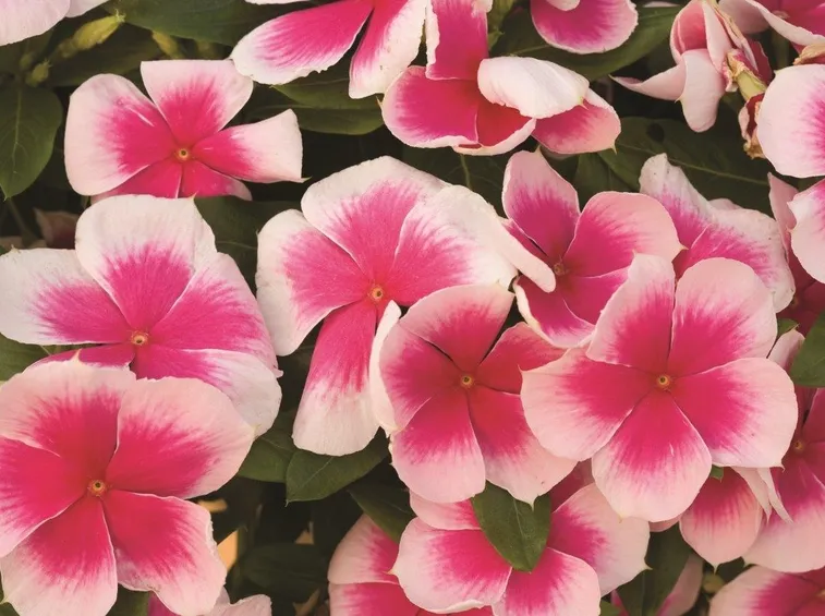 fiori di vinca