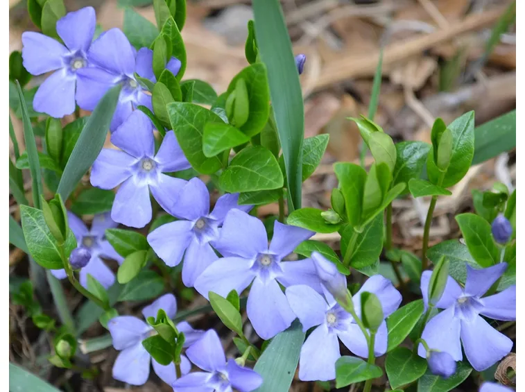 pervinca