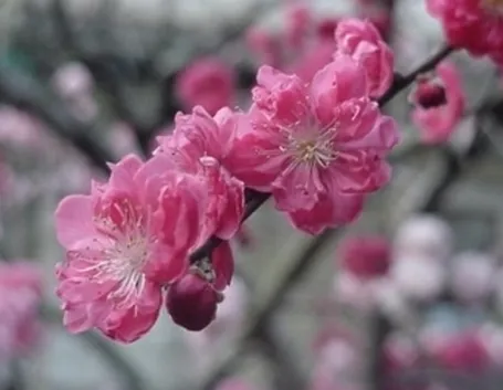 fiori pesco