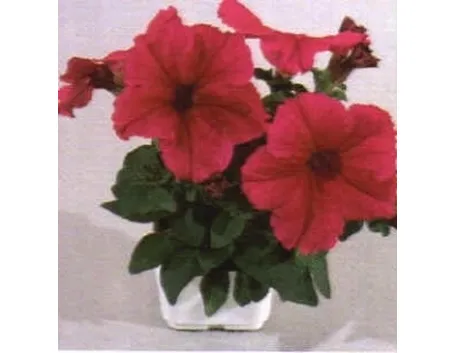 petunia