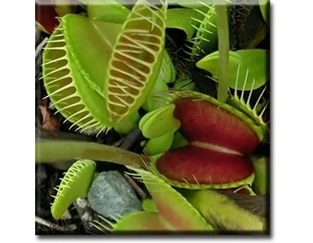 piante carnivore