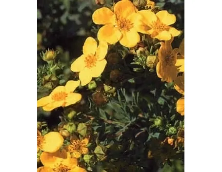 potentilla