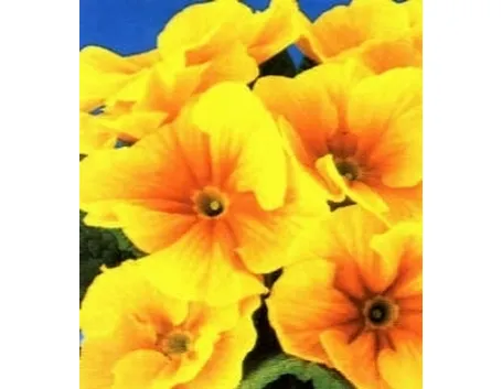 primula