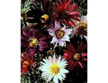 pulsatilla