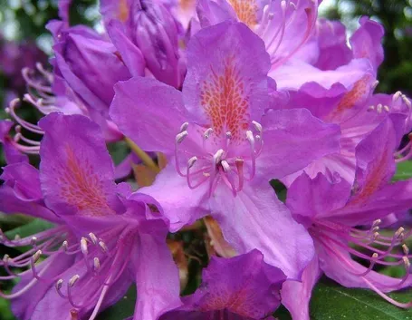 rododendro