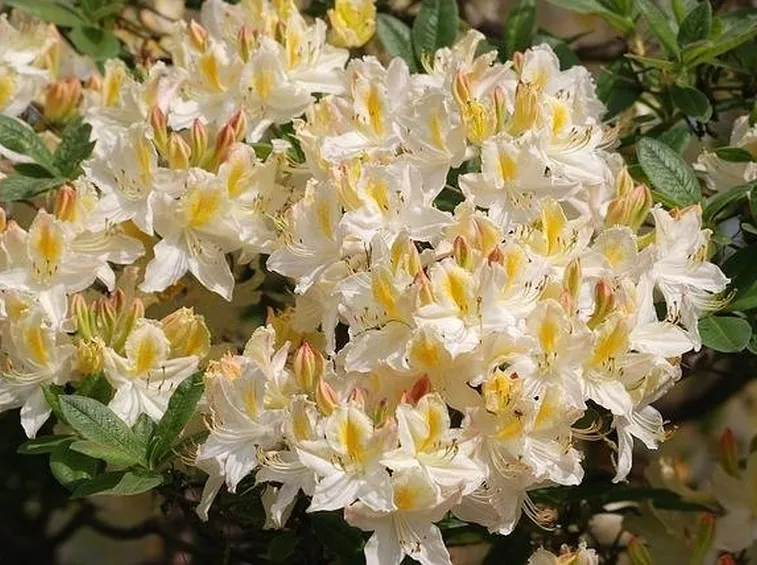fiori rododendro