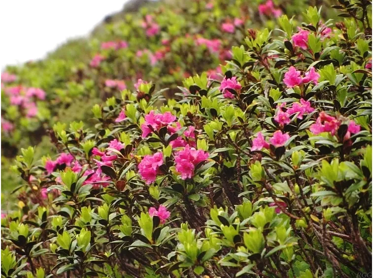 rododendro hirsutum