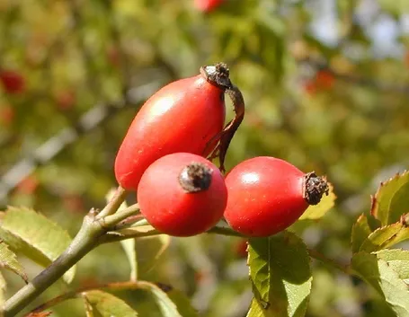 rosa canina