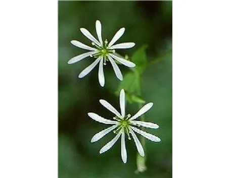 stellaria
