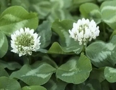 trifolium repens