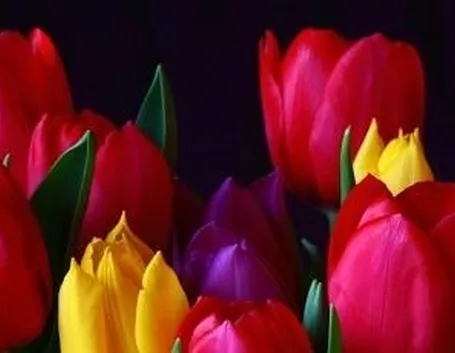 tulipano