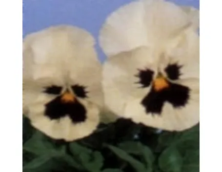 viola del pensiero