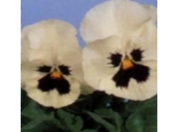 viola del pensiero