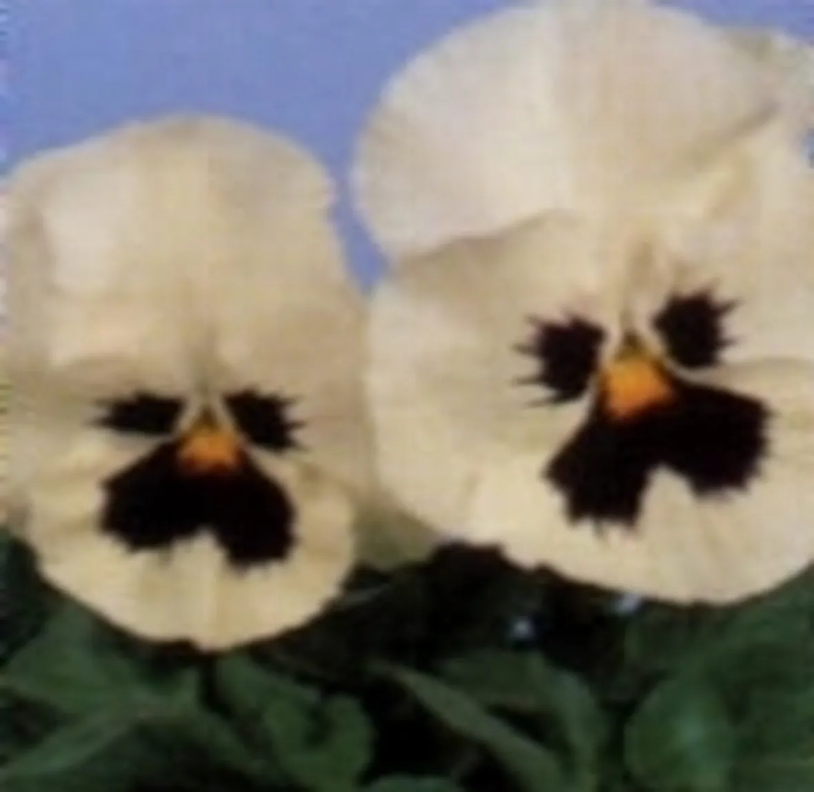 viola del pensiero