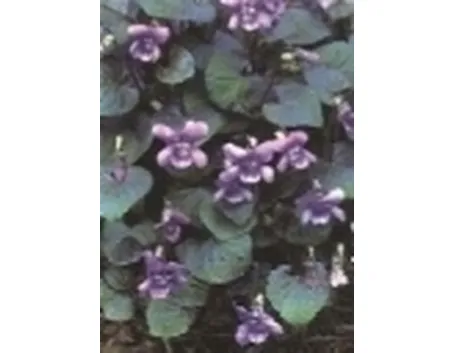violetta