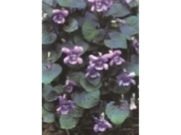 violetta